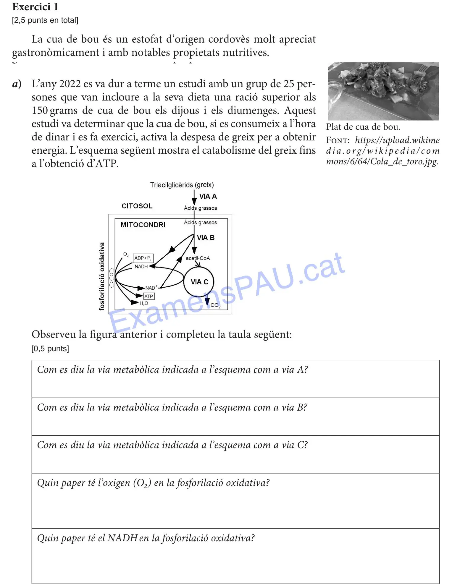 Exercici 4